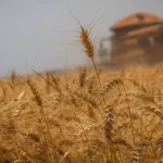 Brasil enfrenta recorde de déficit na armazenagem de grãos: Entenda