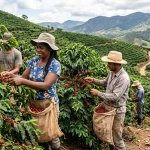 IBGE projeta safra recorde de soja e café para 2026: entenda os detalhes