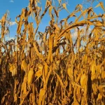 Safrinha de milho: incertezas aumentam após atraso no plantio